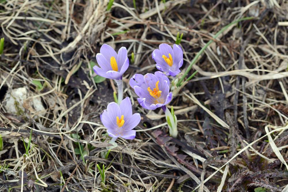 Crocus vernus